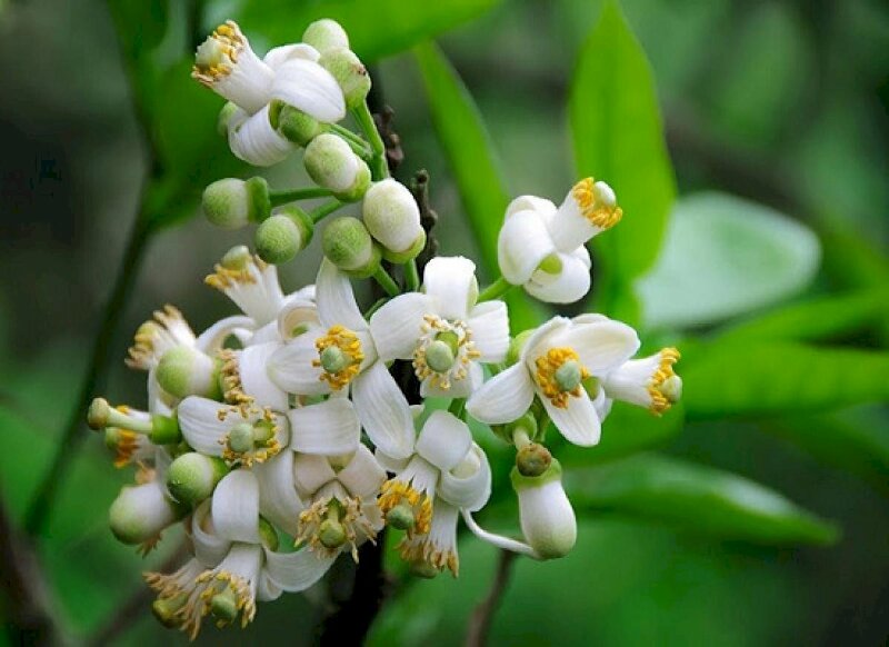 Hình ảnh cây bưởi đẹp với chùm bông trắng muốt