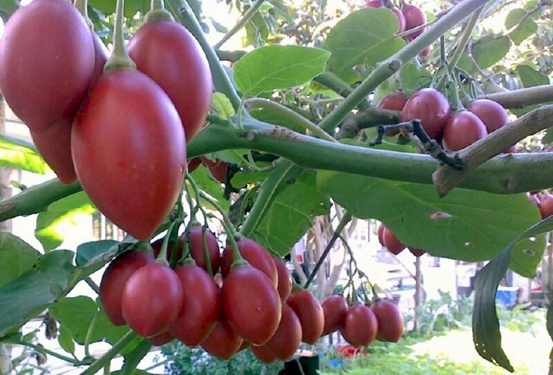 Ảnh chùm quả cà chua thân gỗ đỏ tươi trên cành