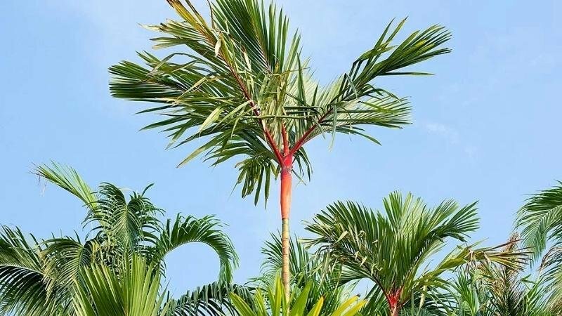 Hình cau đỏ tuyệt đẹp giữa bầu trời trong xanh