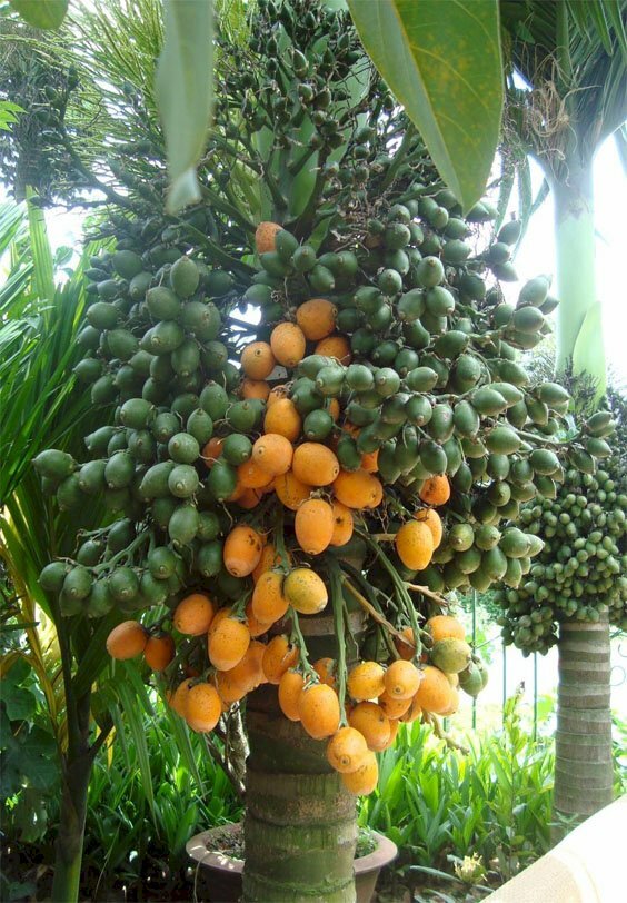 Hình ảnh quả cây cau lùn