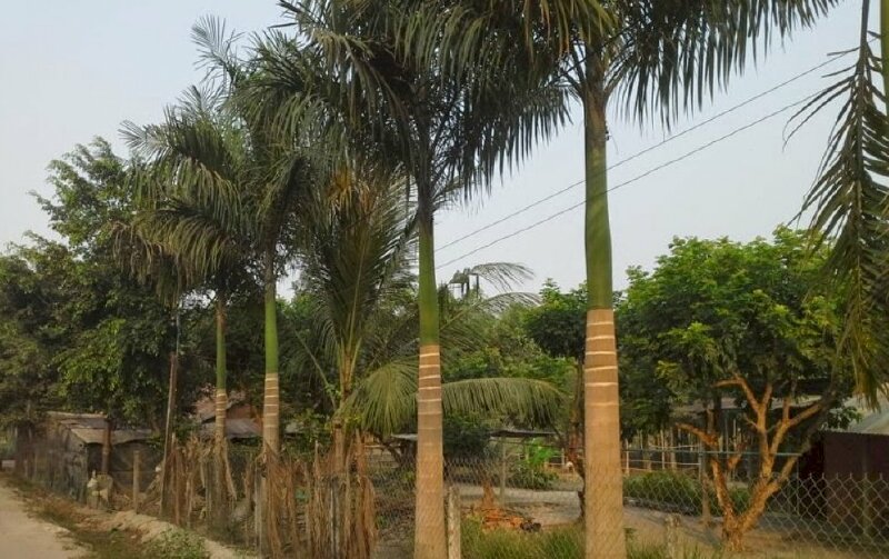 Hình ảnh hàng cau vua trồng dọc theo con đường làng