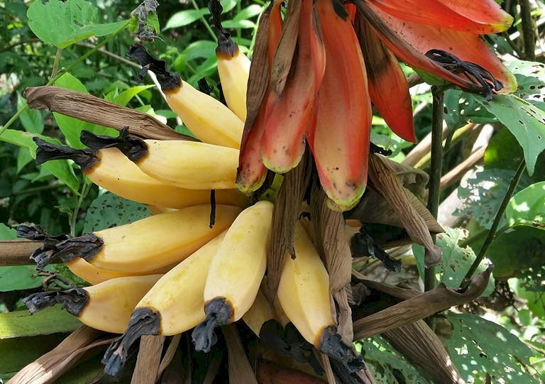 Hình ảnh giống chuối hột có công dụng hỗ trợ sức khỏe rất tốt