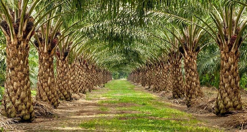 Tranh vẽ gì Những cây cọ trong tranh có đặc điểm gì nổi bật Lá cọ như thế  nào  VNEN tiếng việt 3