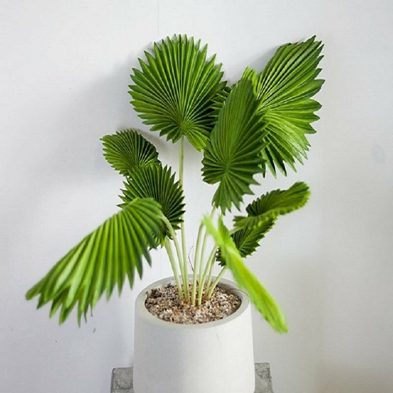 Hình ảnh cây cọ Nhật mini trang trí phong thủy cho ngôi nhà