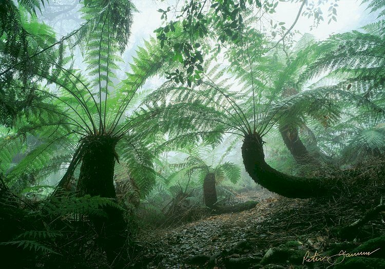 Hình ảnh những cây dương xỉ thân gỗ có tuổi thọ khá lâu năm