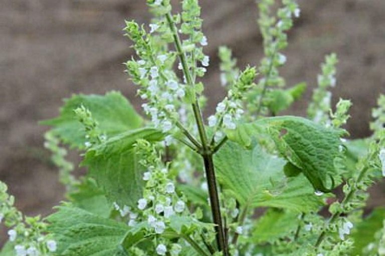 Ảnh hoa hương nhu trắng tuyệt đẹp