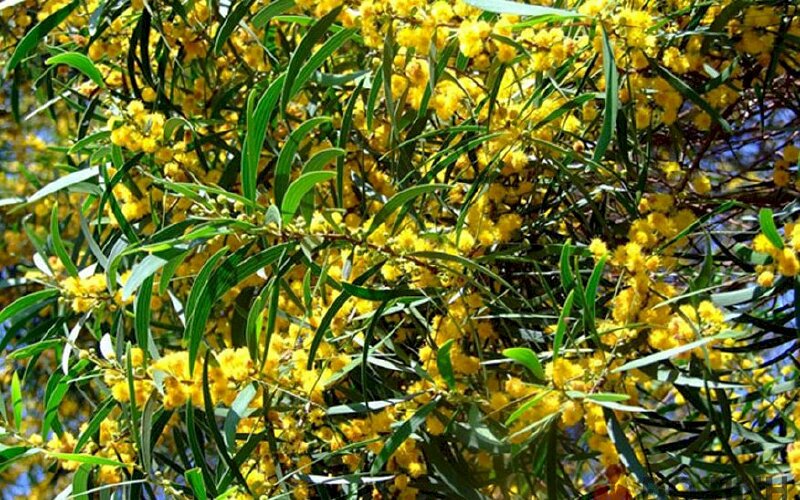 Hình ảnh cây keo tràm hay còn gọi là cây keo tràm với những chùm hoa vàng rực cả cây