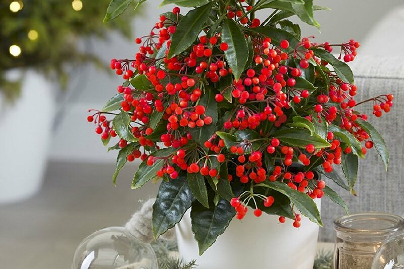 Hình ảnh quả cây kim ngân lượng có màu đỏ, rất đượcưa thích trong những dịp đầu năm mới