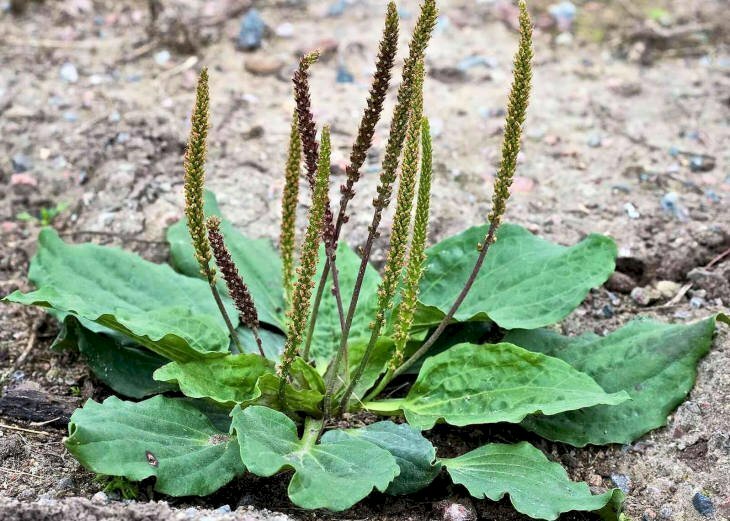 Ảnh cây mã đề ra hoa, đây là loài thuốc quý trong Đông Y