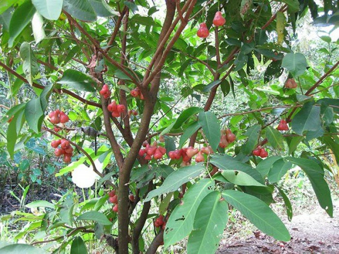 Hình ảnh cây mận miền Nam sai quả