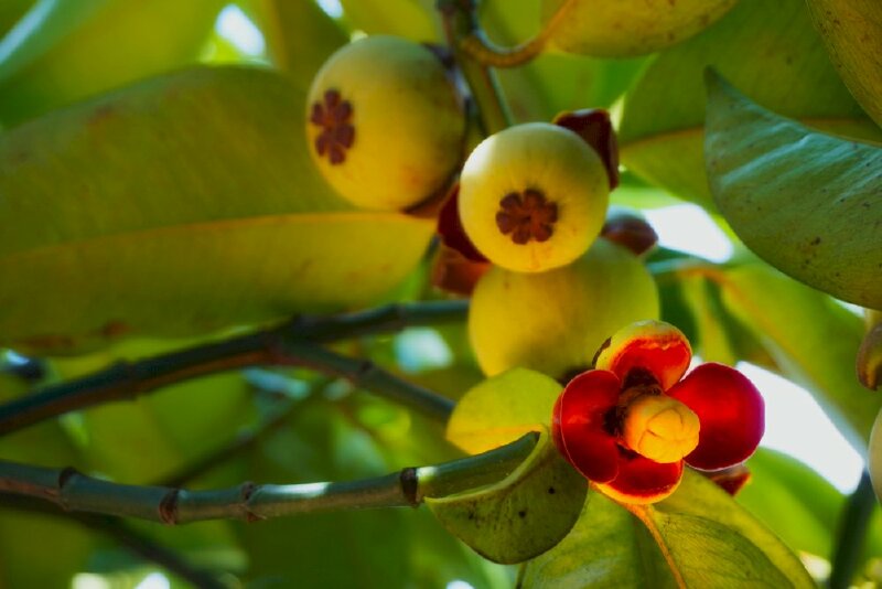 Hình ảnh cây măng cụt ra quả xanh mơn mởn