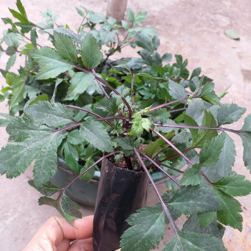 Hình ảnh giống cây ngải cứu tím quý hiếm