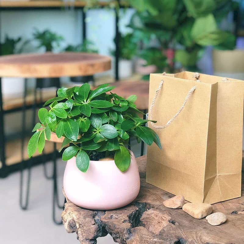 Hình ảnh cây ngũ gia bì chân chim trồng chậu sứ trang trí bàn làm việc