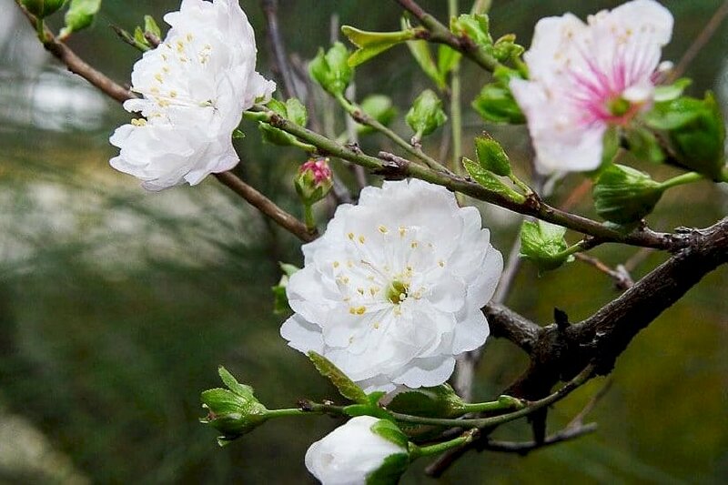 Hình ảnh hoa mai trắng - Nhất chi mai trắng