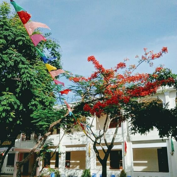 Hình cây phượng bên sân trường dưới cái nắng mùa hẻ vắng vẻ. Hình ảnh cây phượng mùa hè lưu giữ những ký ức đẹp thời học sinh