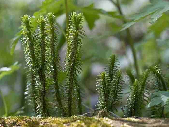 Hình cây thông đất là một loại dược liệu quý có khả năng hỗ trợ chữa chứng teo não
