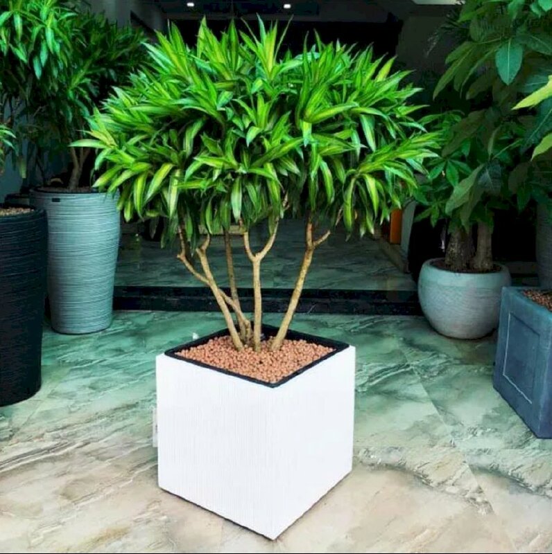 Hình ảnh chậu trúc bách hợp mang ý nghĩa phong thủy tốt