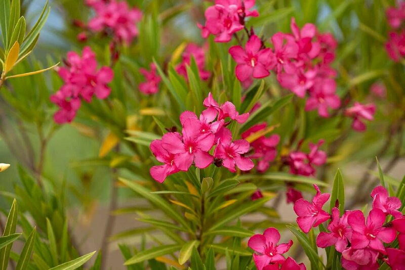 Hình ảnh hoa trúc đào màu đó rất đẹp