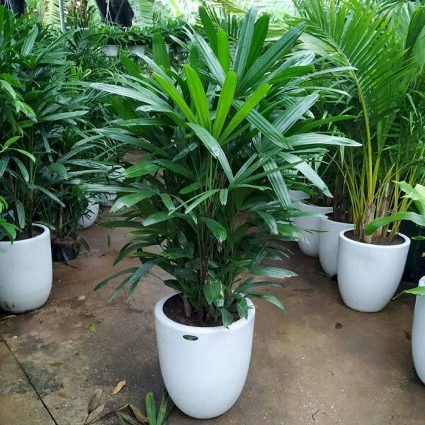 Hình ảnh cây trúc mây trồng trong chậu sứ trắng