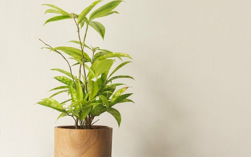 Ảnh chậu trúc Nhật tuyệt đẹp giống với hình ảnh cây trúc liễu, hình ảnh cây trúc phát tài hàm ý mang may mắn, tài lộc