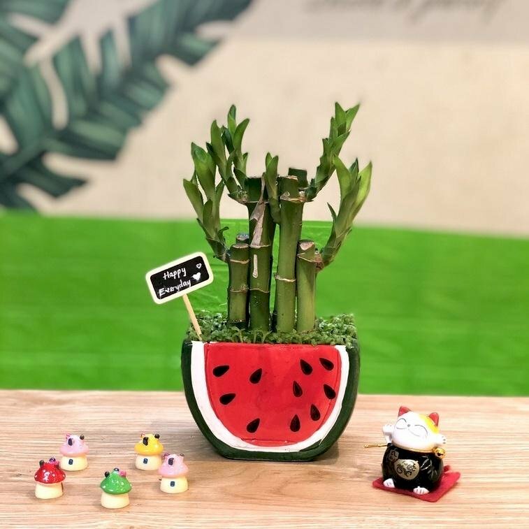 Hình ảnh cây trúc phú quý trồng chậu sứ trang trí bàn học, bàn làm việc