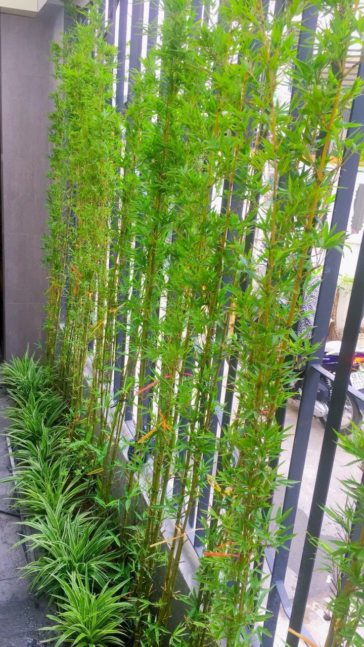 Hình ảnh cây trúc quân tử trồng làm hàng rào rất đẹp