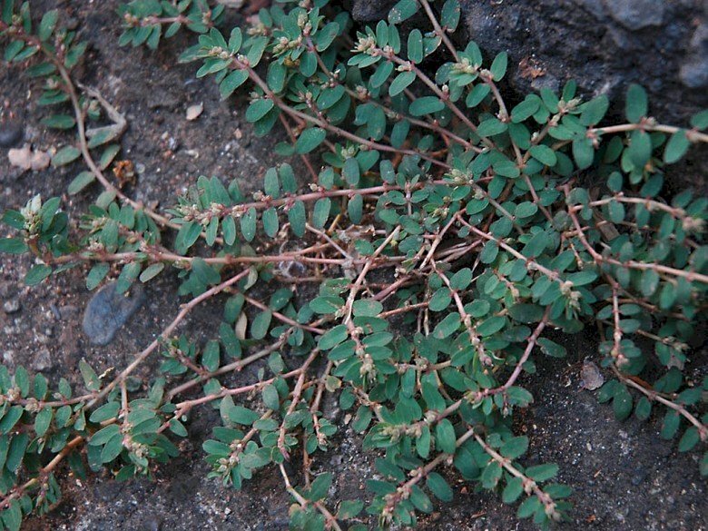 Hình ảnh tán cây vú sữa đất hay còn gọi là cây cỏ sữa lá nhỏ