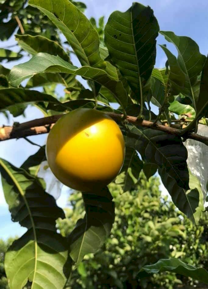 Hình ảnh quả vú sữa hoàng kim vàng mọng dưới nắng