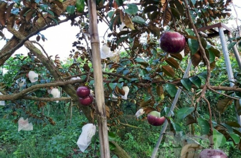 Hình ảnh cây vú sữa tím cho quả vú sữa màu tím rất độc đáo