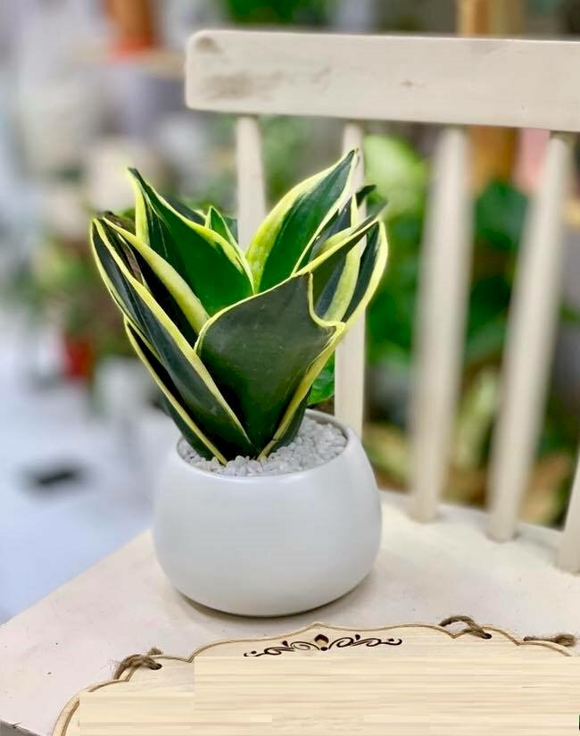 Hình ảnh chậu lưỡi hổ mini rất dễ thương