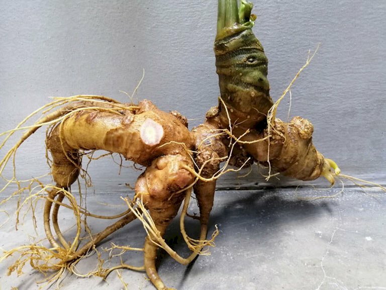 Hình cây sâm ngọc linh có phần củ quý hiếm, phát triển tốt ở độ cao 1200m trở lên