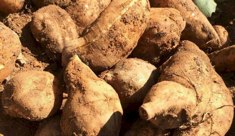 Ảnh củ sâm đất vừa được người nông dân đào lên