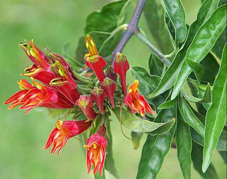 Ảnh chùm hoa bìm bịp trên đầu ngọn cây