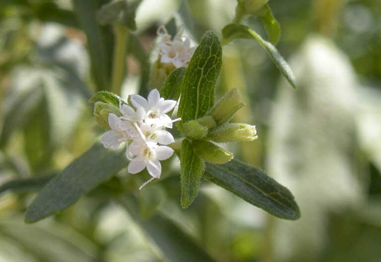 Hình ảnh chùm hoa trắng của cây cỏ ngọt rất đẹp