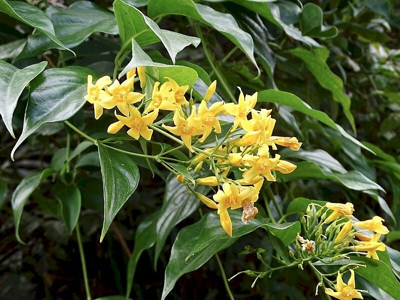 Hình ảnh chùm hoa lá ngón trên nhành lá xanh