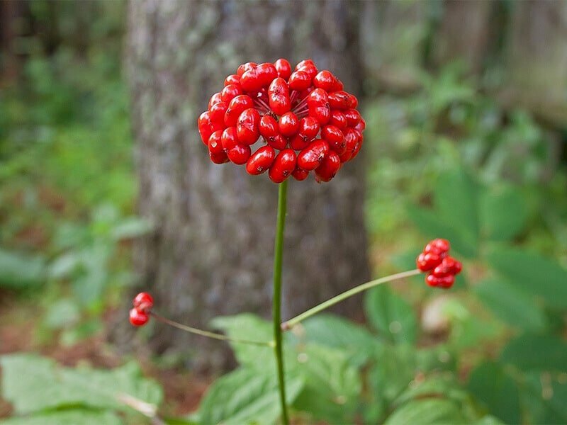 Hoa sâm ngọc linh có dược tính cao, là dược liệu quý trong Đông Y