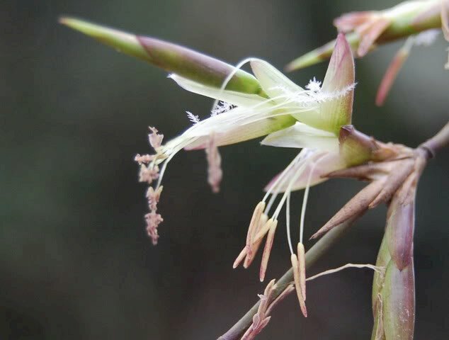 Hình ảnh hoa tre trăm năm mới nở một lần