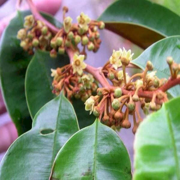 Ảnh cây vú sữa ra hoa lấp ló trên những nhánh lá