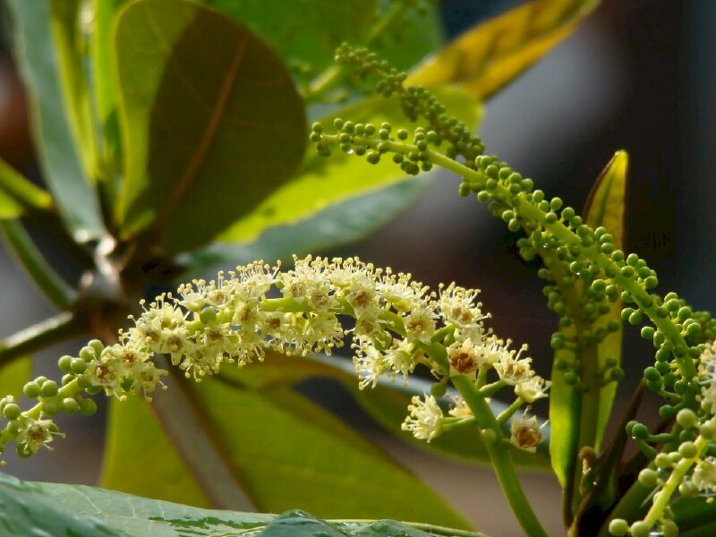 Hình ảnh cây bàng gai ra hoa
