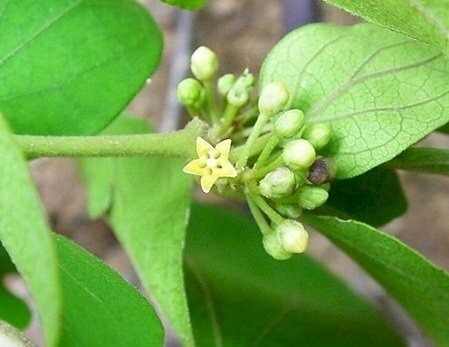 Ảnh chùm hoa thìa canh khi nở có màu vàng, hoa có kích thước nhỏ