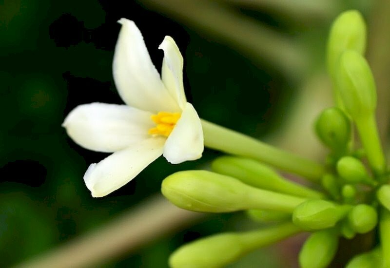 Hình ảnh loài thuốc nam hoa đu đủ đực có công dụng hỗ trợ kiểm soát đường huyết ở các bệnh nhân đái tháo đường