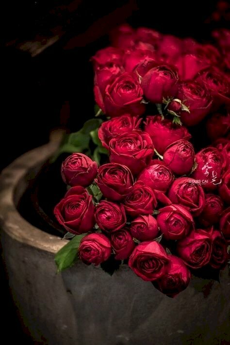 Hình ảnh hoa hồng màu đỏ giống nhung cổ tuyệt đẹp