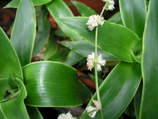 Hình ảnh hoa lược vàng xếp thành một trục dài