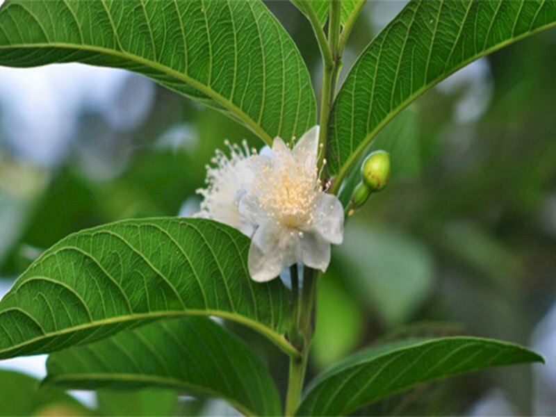 Hình ảnh nhánh lá ổi nở ra chùm hoa trắng tinh khiết