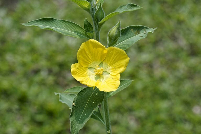 Ảnh hoa rau mương nở rộ đón nắng