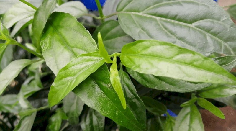 Hình ảnh lá cây bìm bịp thuộc họ cây ô rô 