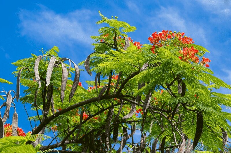 Hình ảnh quả của cây phượng cùng hoa và lá phượng tỏa một nét đẹp rực rỡ giữa trời mang lại những ký ức đẹp tuổi học trò