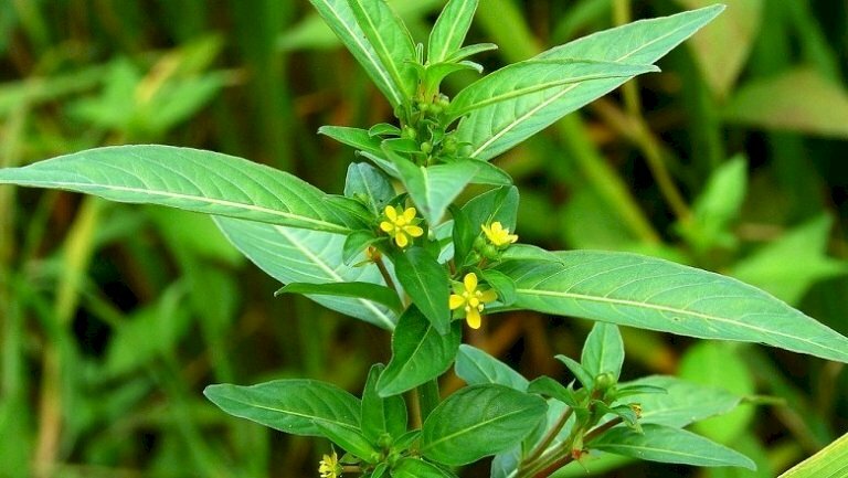 Hình ảnh lá rau mương có màu xanh lục, hình dáng thuôn dài và mũi nhọn