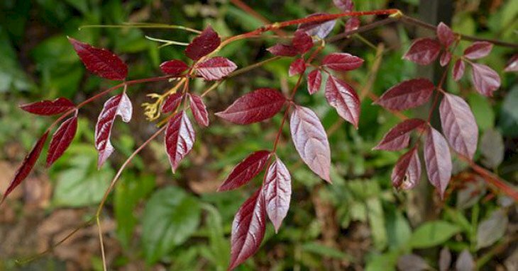 Hình ảnh lá chè dây non có màu đỏ tía