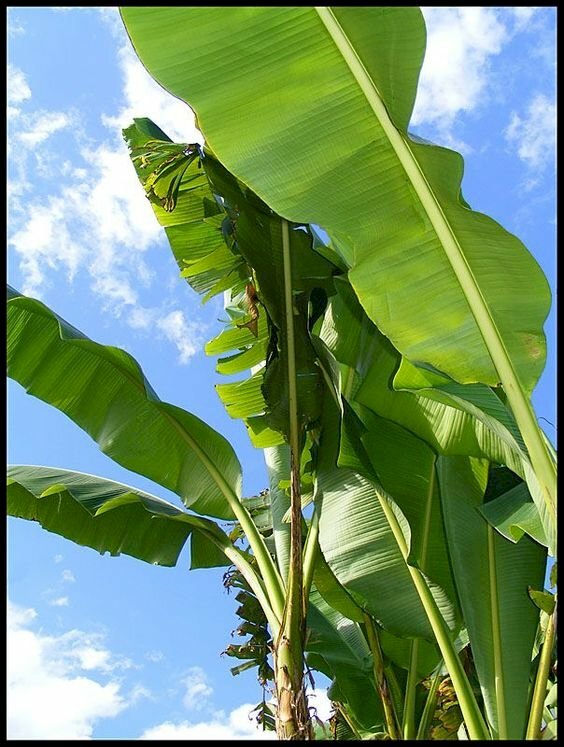 Hình ảnh cây chuối với những tàu lá xanh phấp phới giữa trời